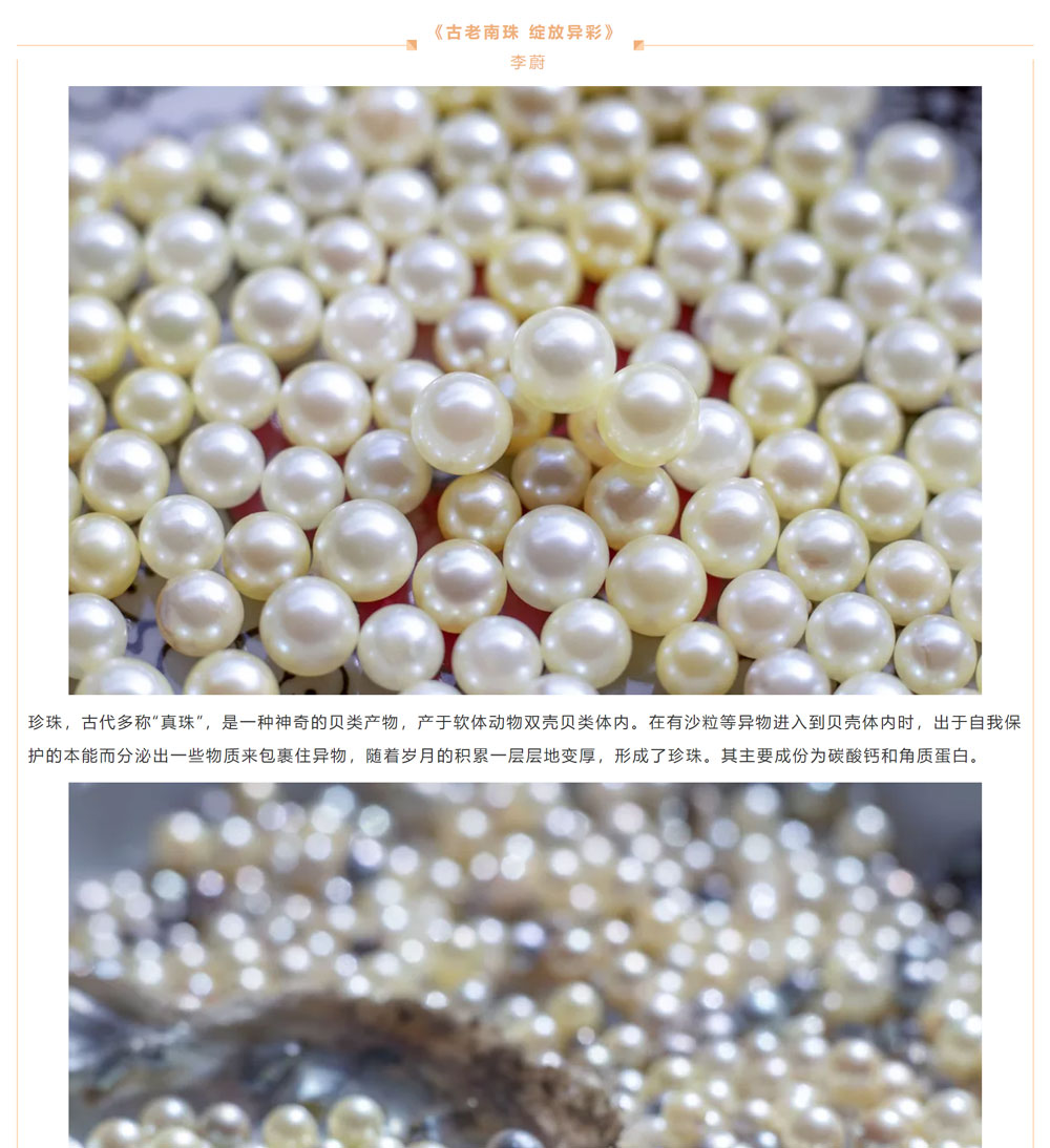 古老南珠，綻放異彩